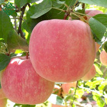 Las manzanas del fabricante de fábrica para vender la manzana fuji barata